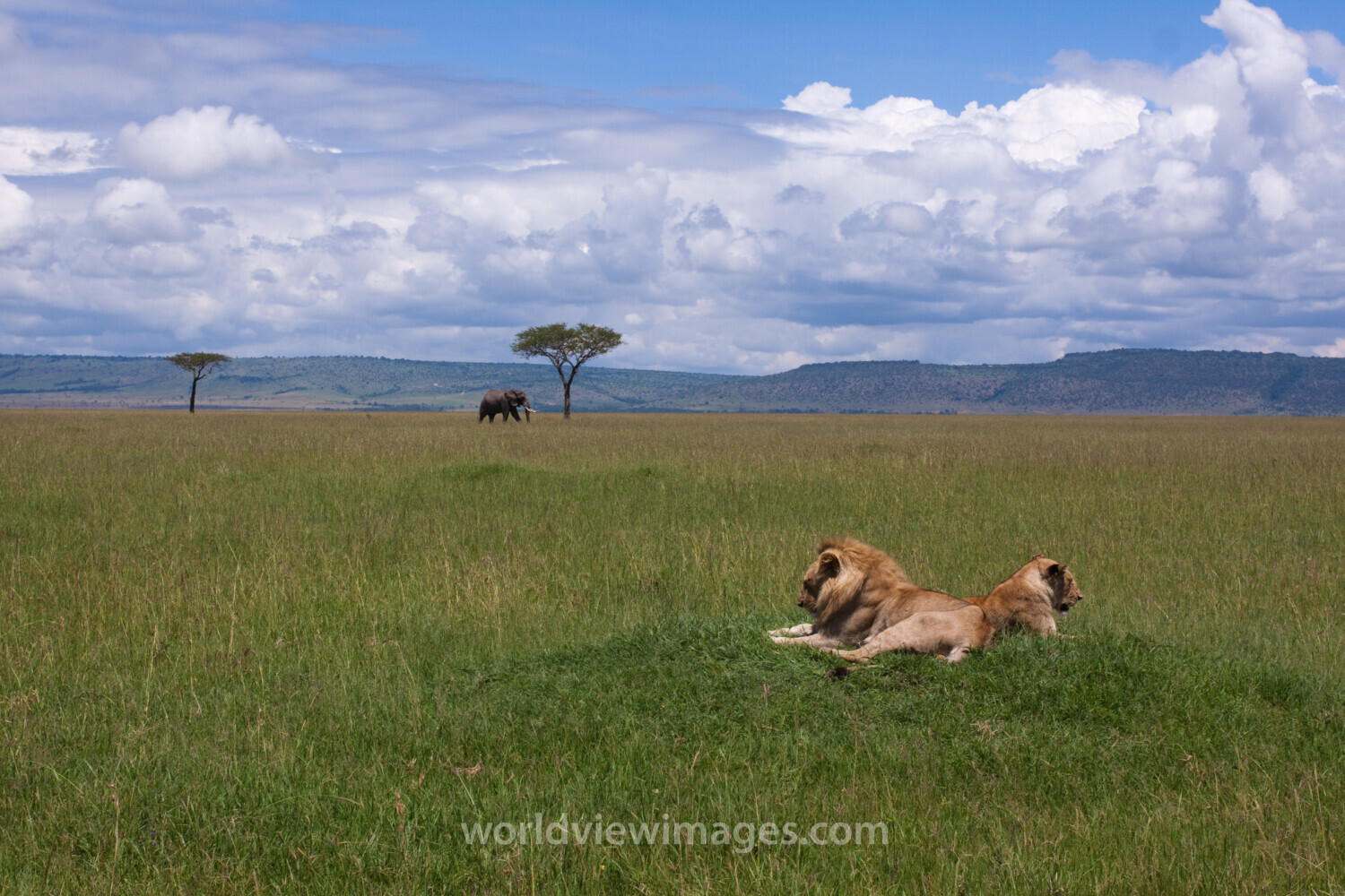 Lions in Kenya