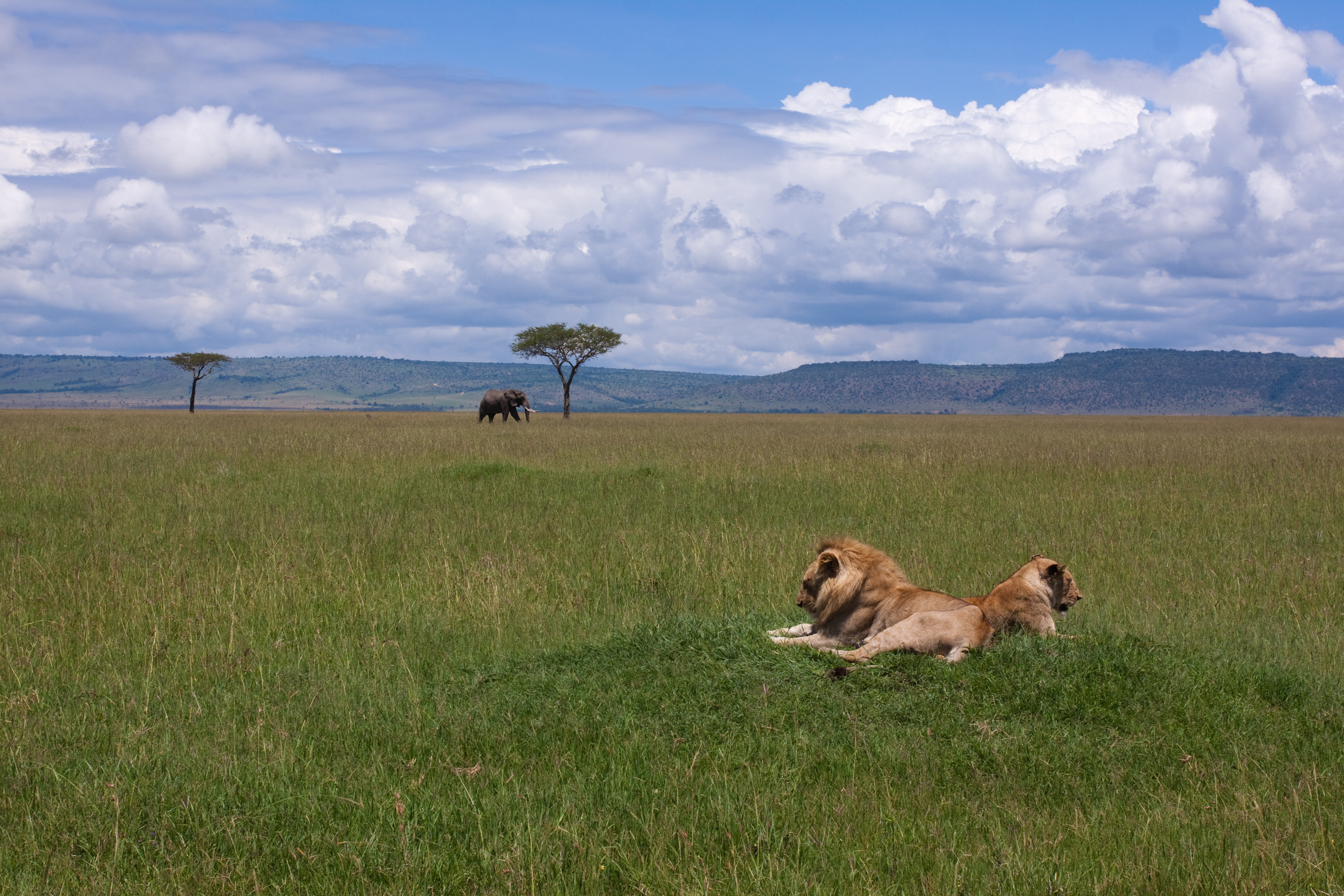 Lions in Kenya