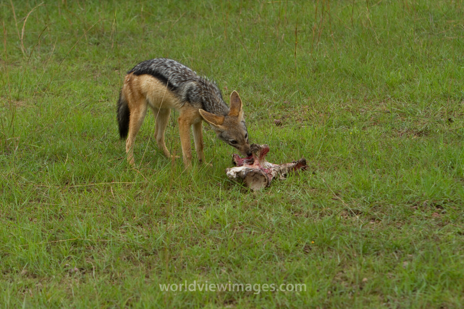 Jackal in Kenya