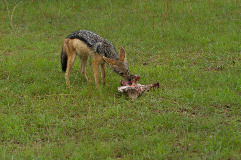 Jackal in Kenya — Jackal at Masa Mara, Kenya Maasai Mara — Africa, Kenya, Masai Mara, Game Park, wildlife