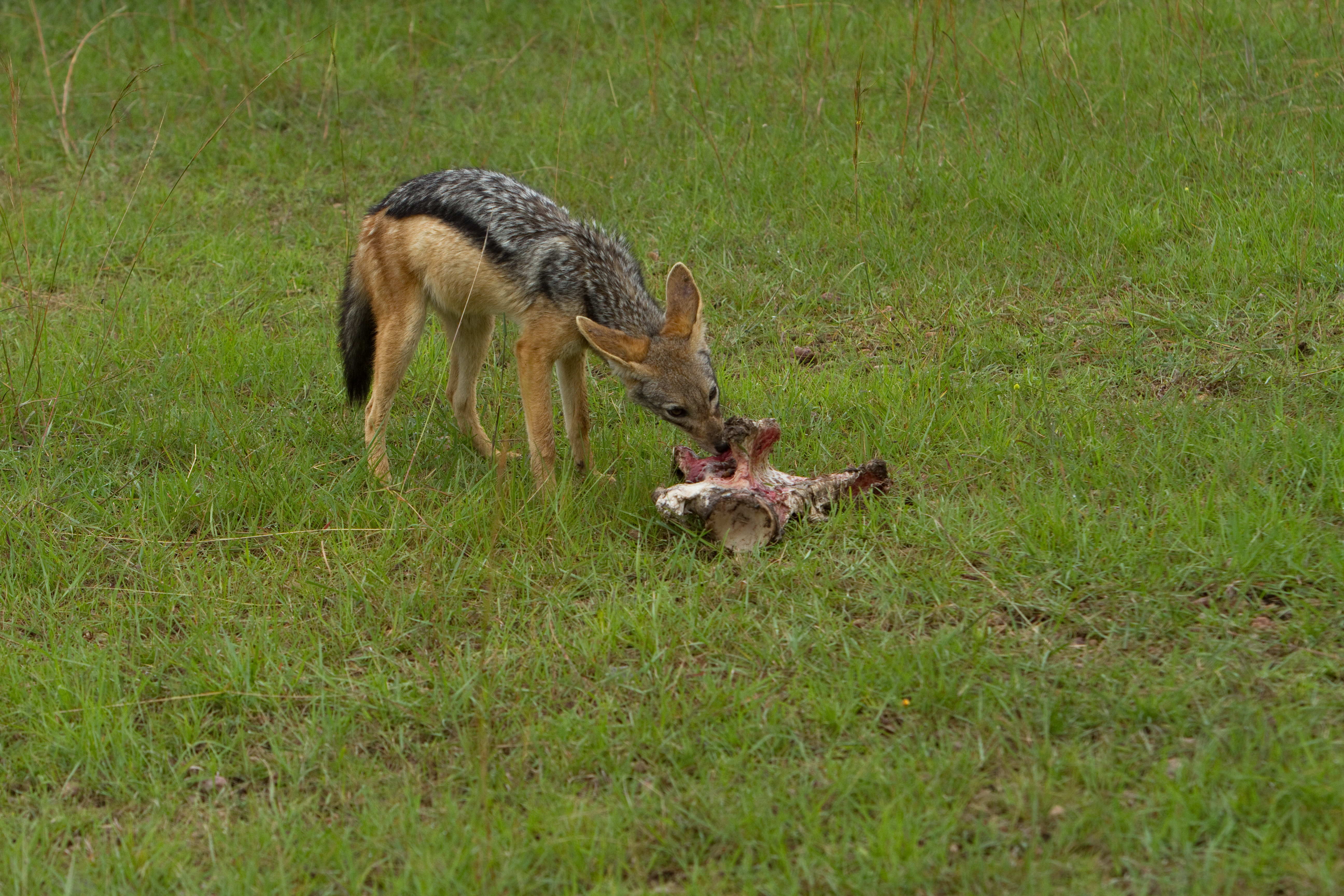 Jackal in Kenya