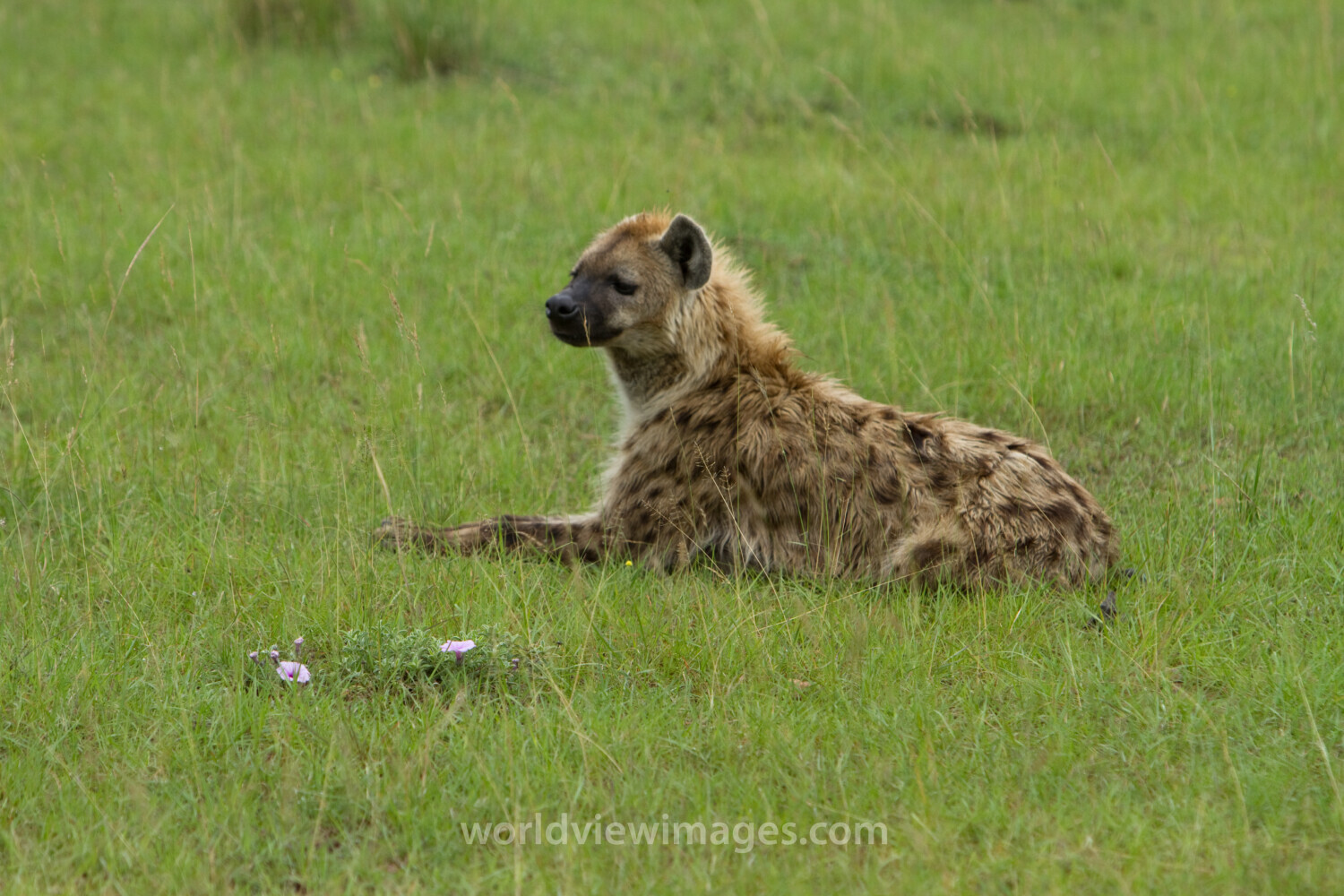 Hyena in Kenya