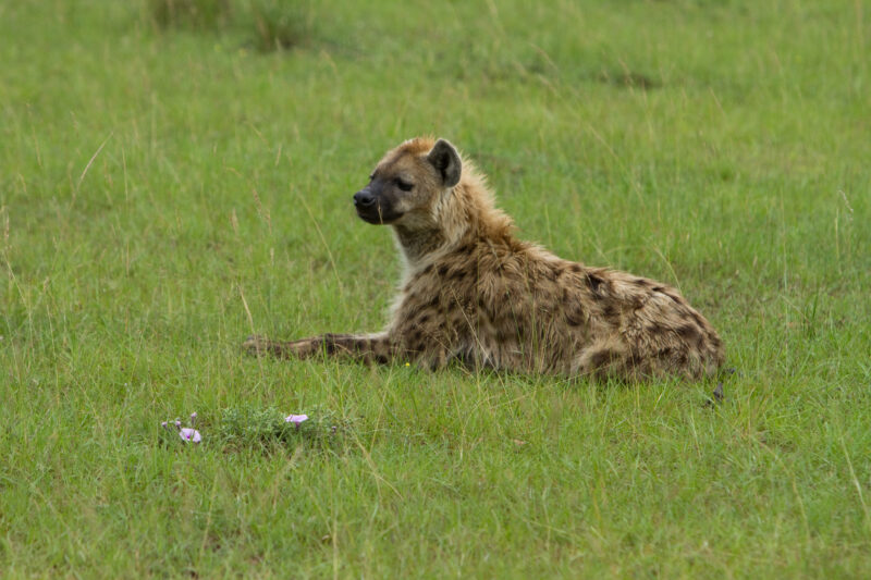 Hyena in Kenya — Hyena at Masai Mara, Kenya Maasai Mara — Africa, Kenya, Masai Mara, Game Park, wildlife