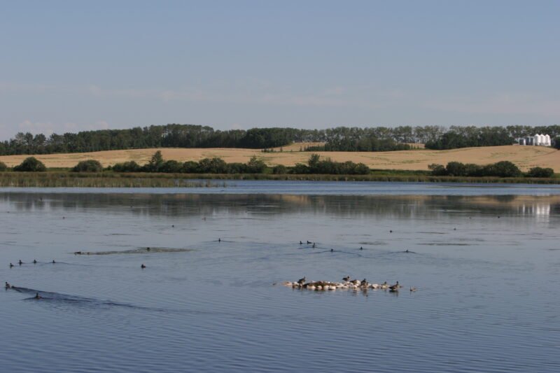 Prarrie Lake — Stock Images of Lakes: Typical lake in Central Alberta Canada — Canada, Alberta, Lake, Lakes, Pond