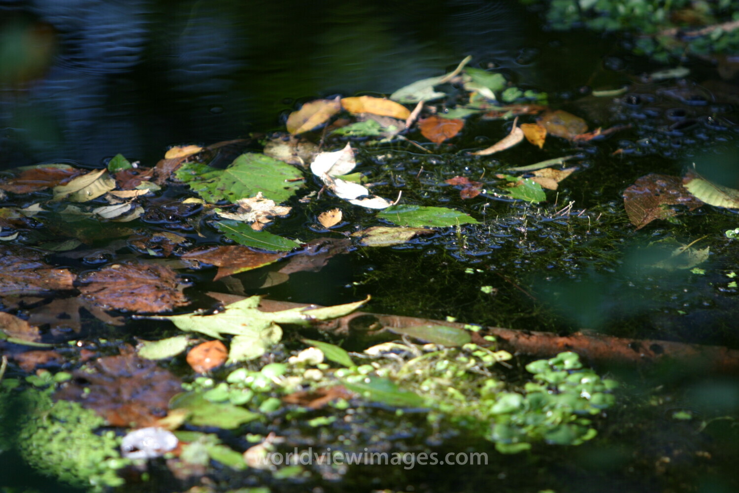 Leaves on Water
