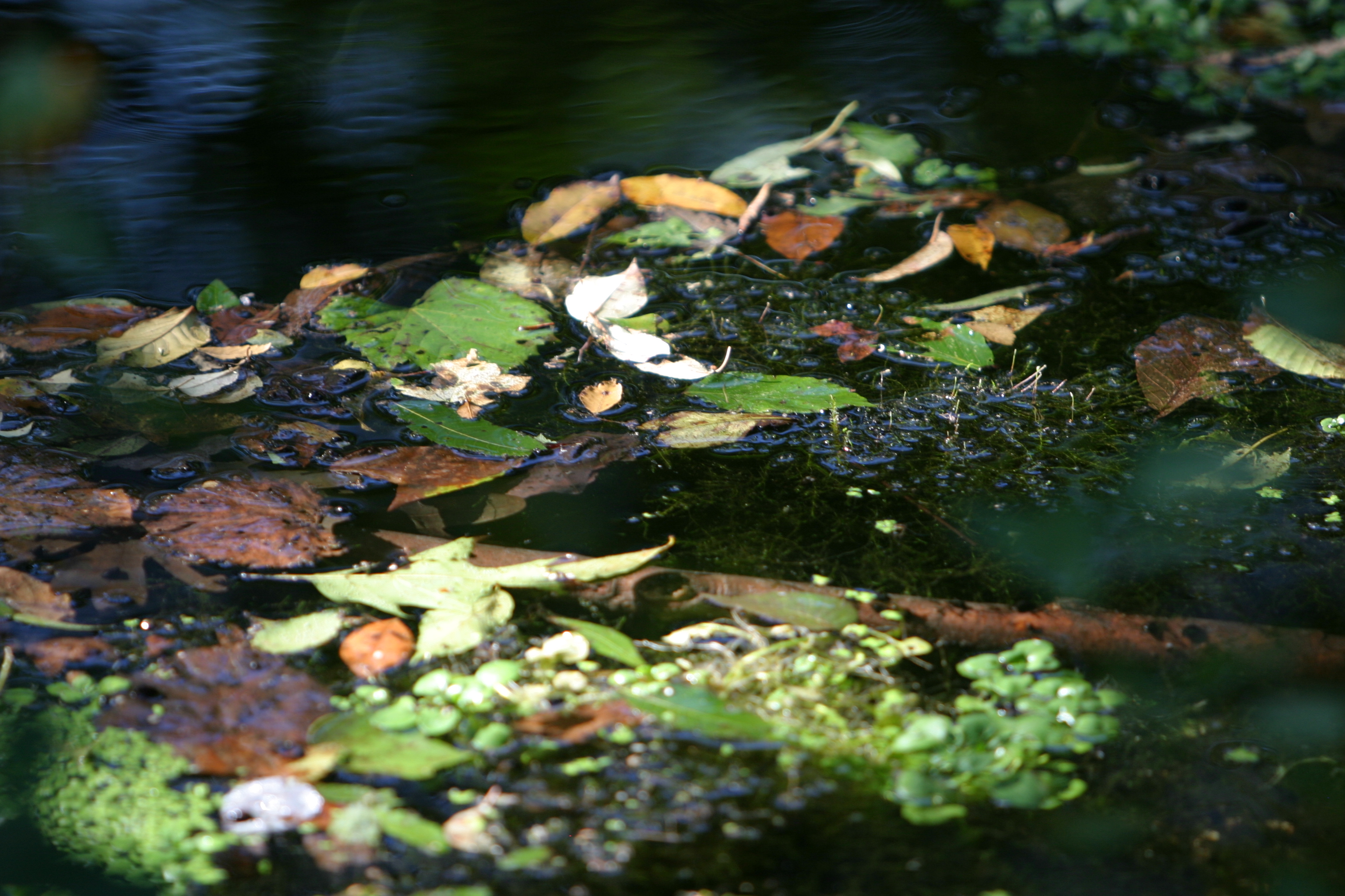 Leaves on Water