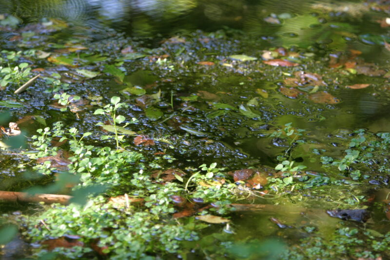 Leaves on Water — Leaves and Plant life in pond — Canada, Alberta, Pond, Ponds, Leaves