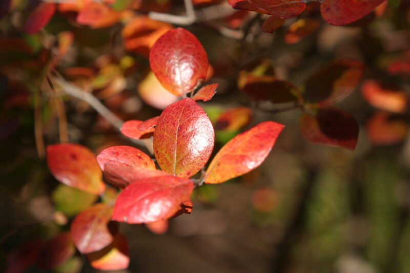 Fall Leaves — Leaves, fall, color, foilage