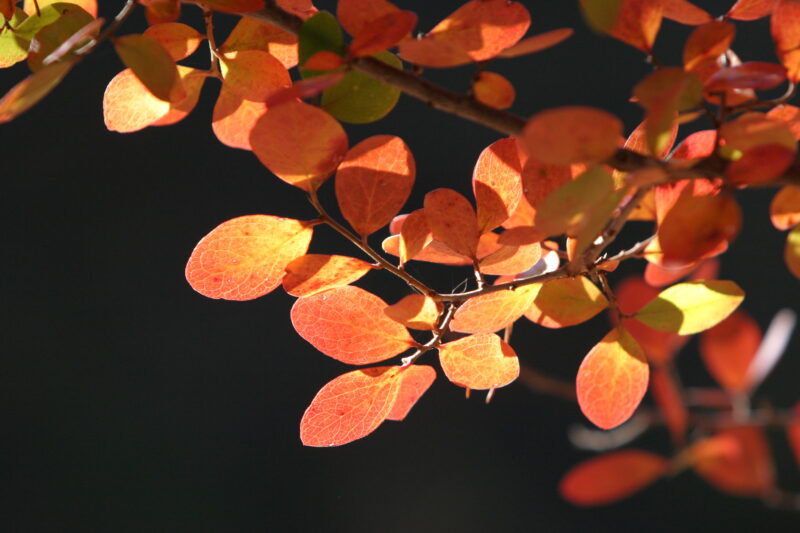 Photo: Fall Leaves — Leaves, fall, color