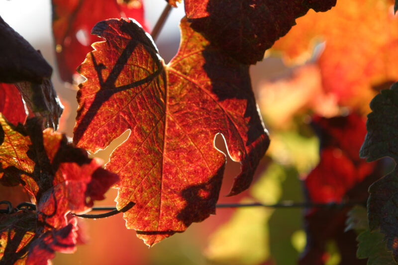 Photo: Fall Leaves — Leaves, fall, color