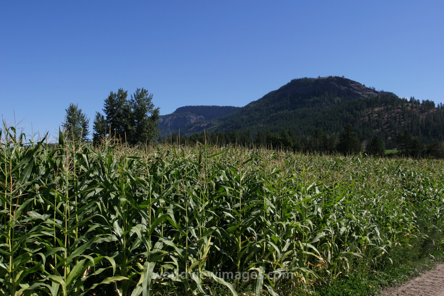 Corn Field in Canada