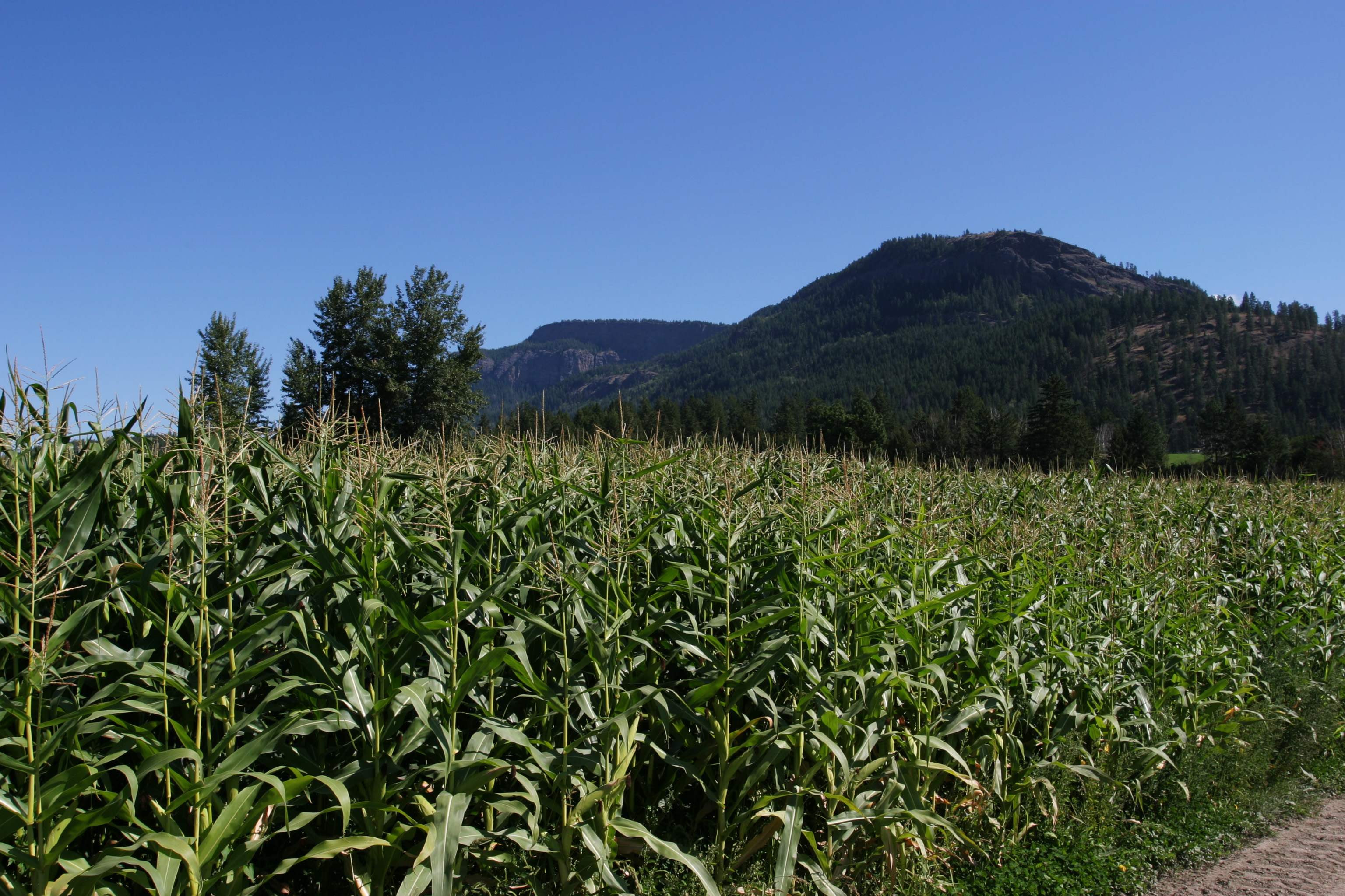 Corn Field in Canada