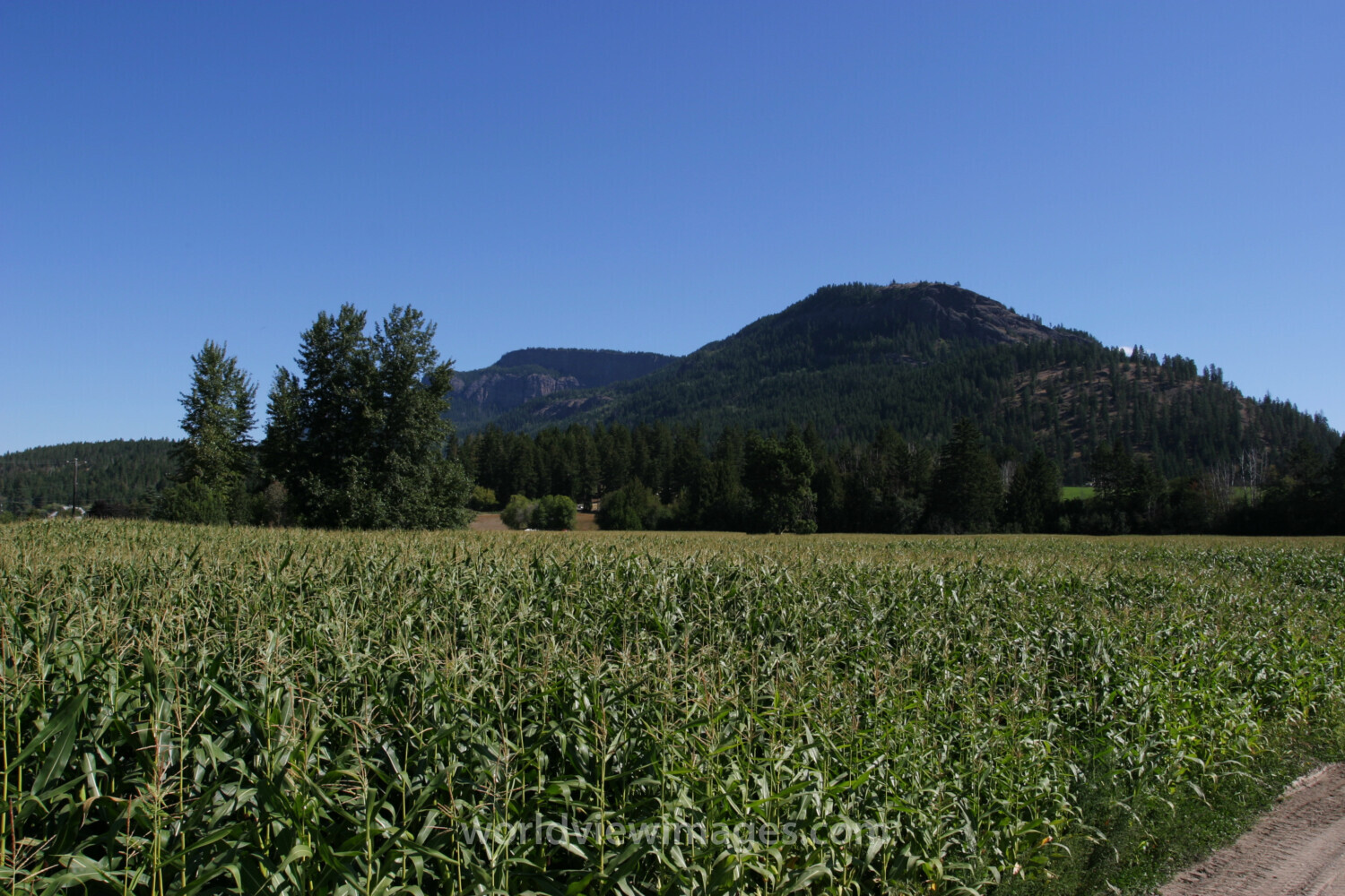 Corn Field in Canada