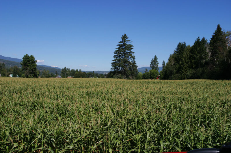 Corn Field in Canada — Corn Field in Okanagan valley in British Columbia, Canada — British Columbia, Canada, Okanagan Valley, Agriculture, Fruit