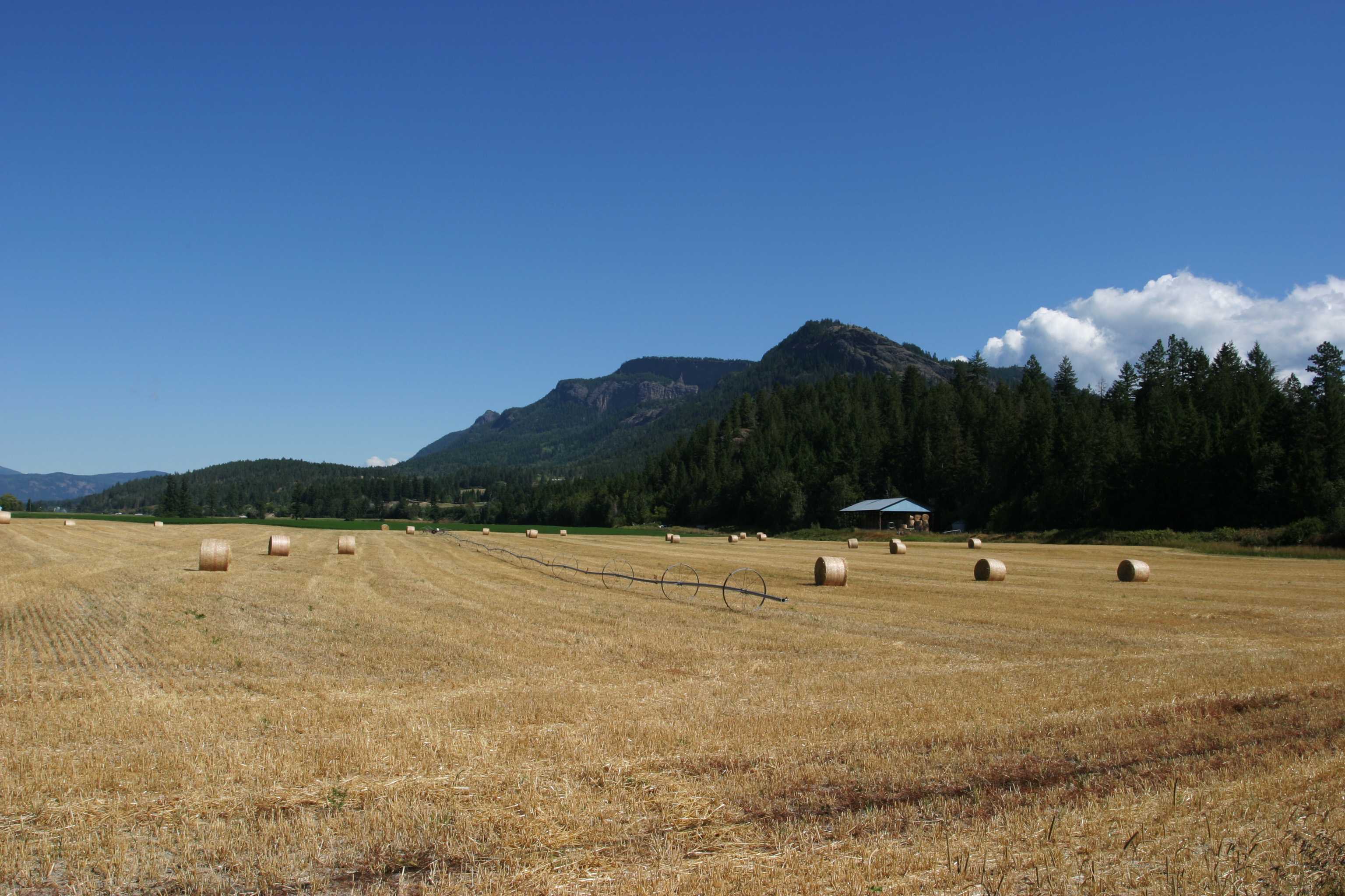 Hay Field Harvested