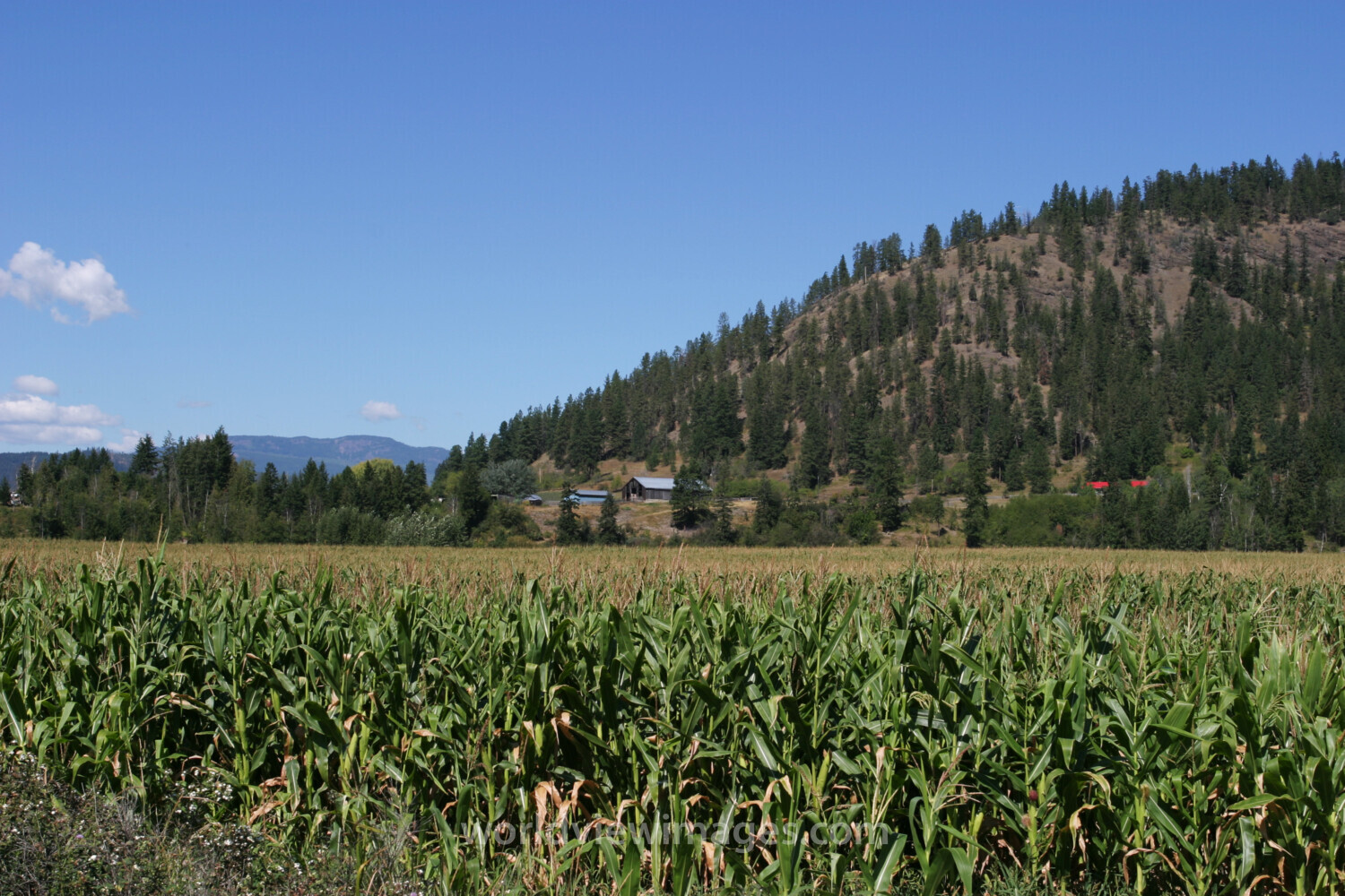 Corn Field in Canada