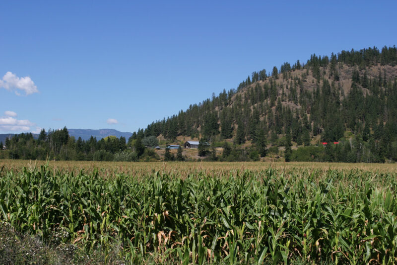 Corn Field in Canada — Corn Field in Okanagan valley in British Columbia, Canada — British Columbia, Canada, Okanagan Valley, Agriculture, Fruit