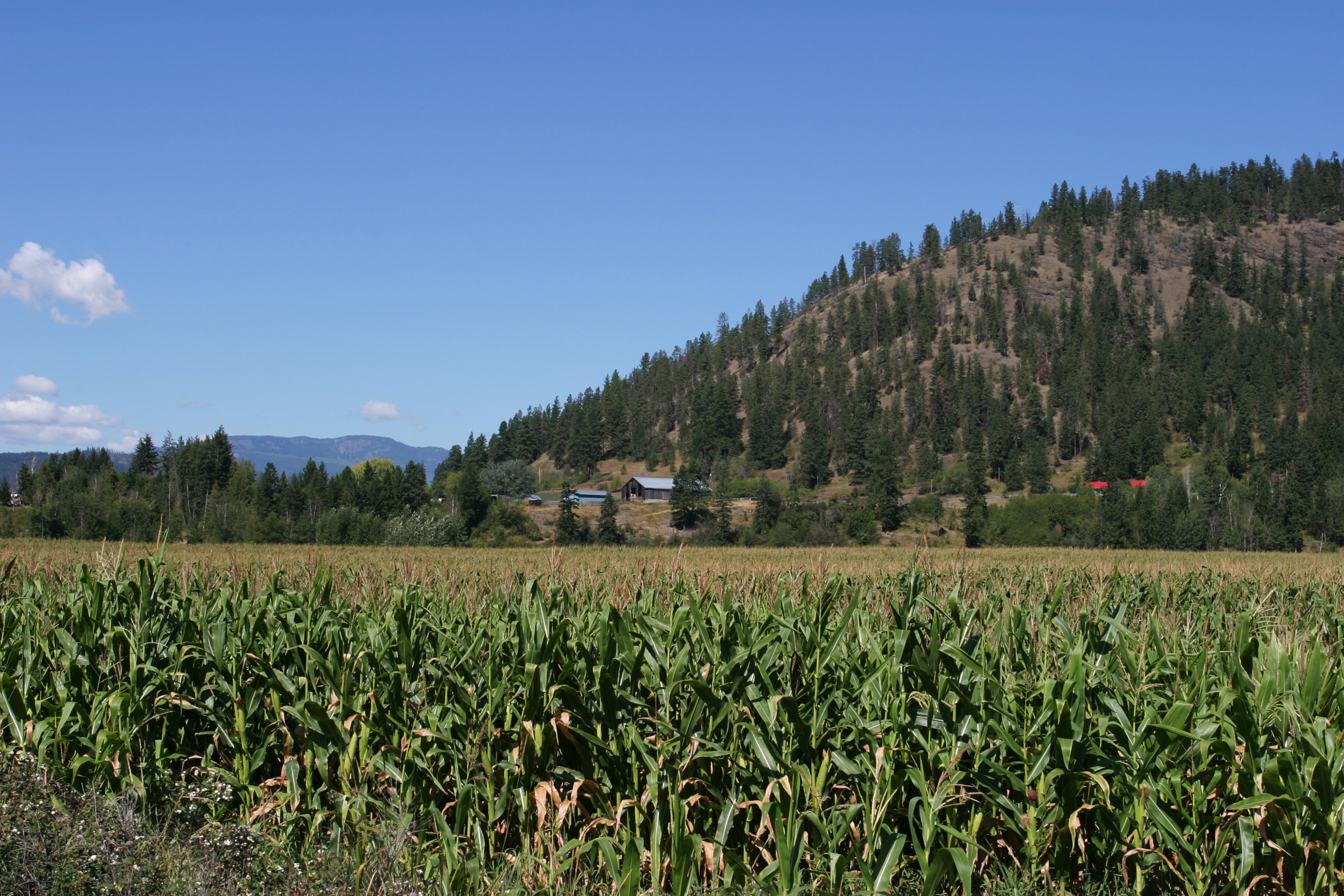 Corn Field in Canada