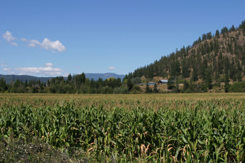 Corn Field in Canada — Corn Field in Okanagan valley in British Columbia, Canada — British Columbia, Canada, Okanagan Valley, Agriculture, Fruit