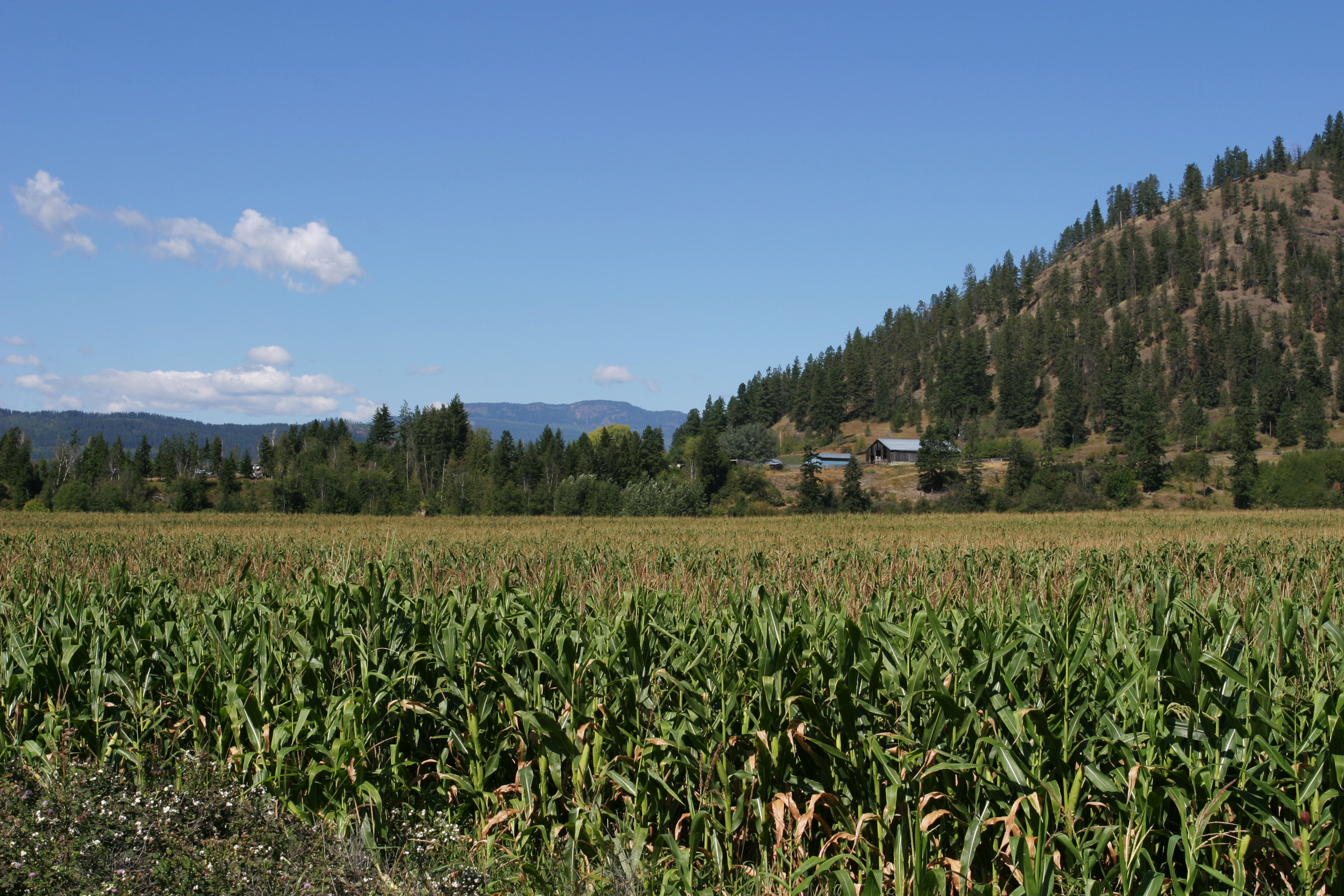Corn Field in Canada