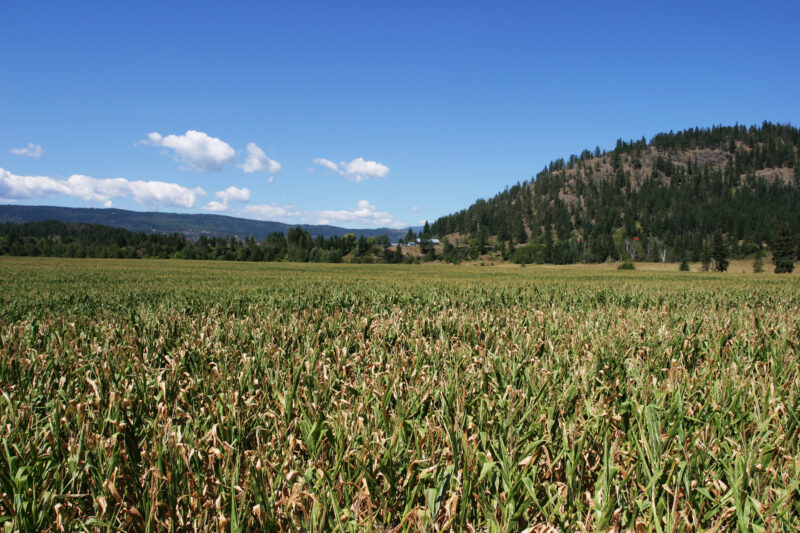 Corn Field in Canada — Corn Field in Okanagan valley in British Columbia, Canada — British Columbia, Canada, Okanagan Valley, Agriculture, Fruit