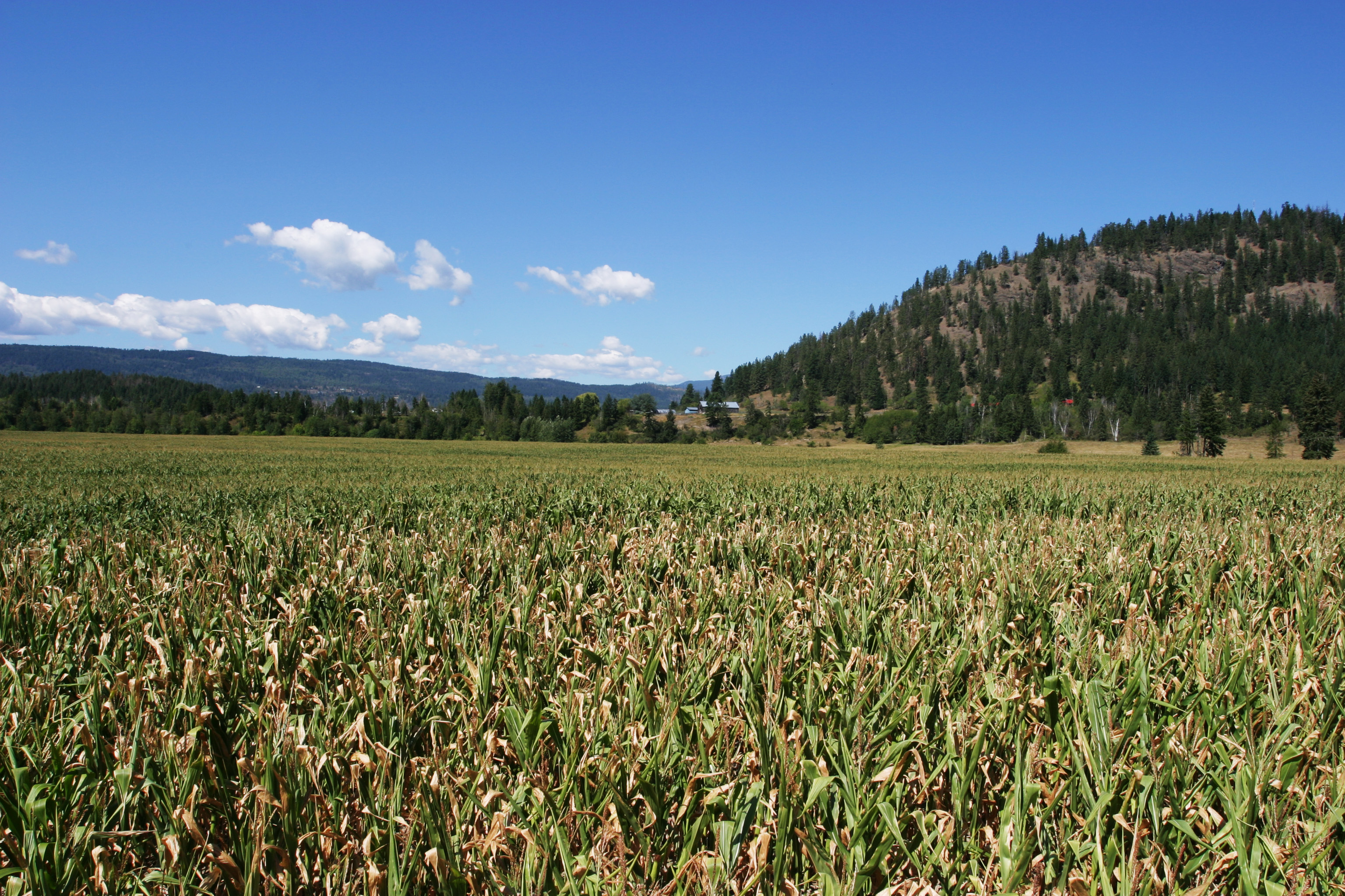 Corn Field in Canada