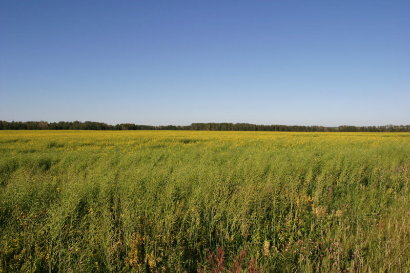 Canola Fields in Canada — Canada, Alberta