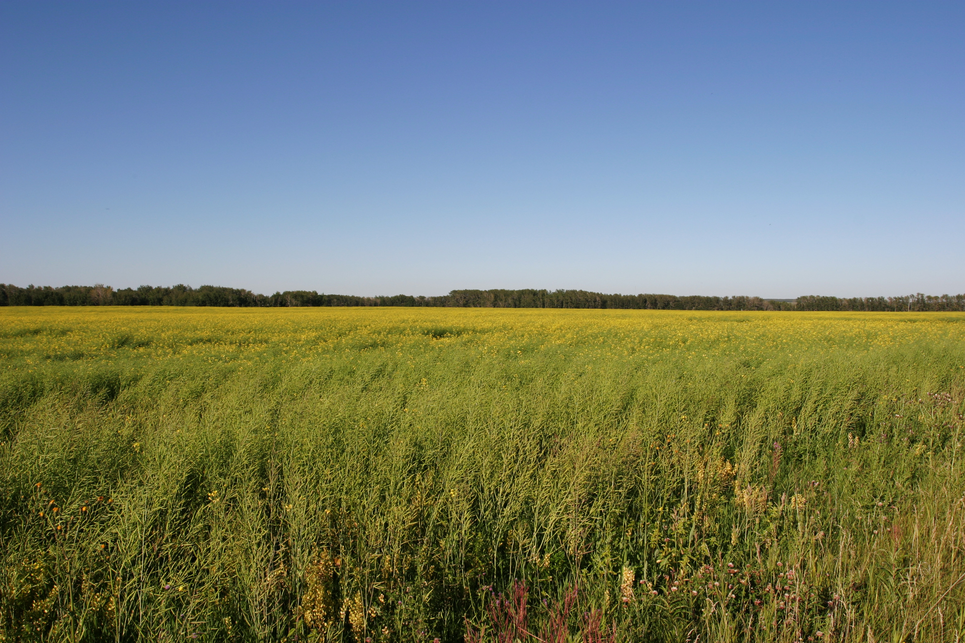 Canola Fields in Canada