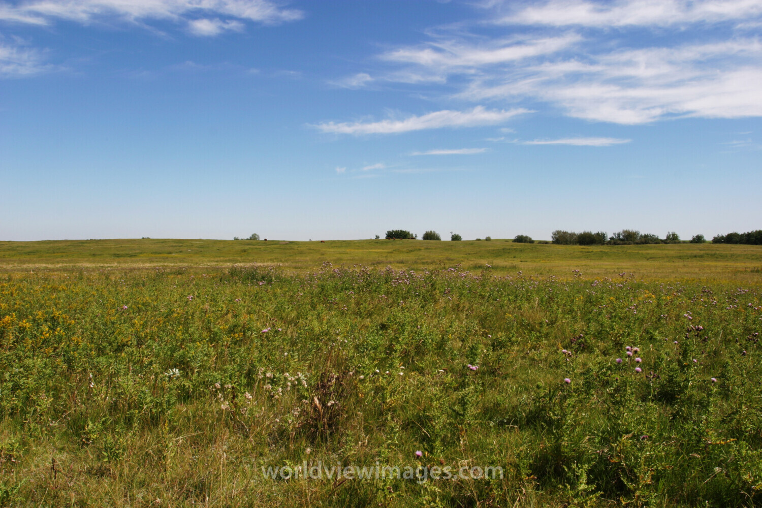 Canola Fields in Canada