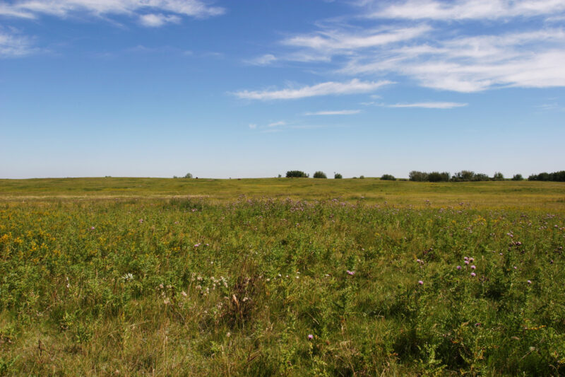Canola Fields in Canada — Canada, Alberta