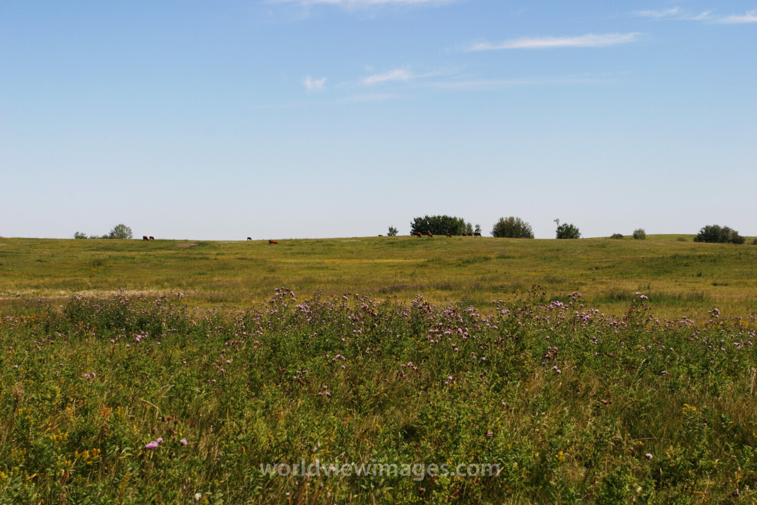 Canola Fields in Canada