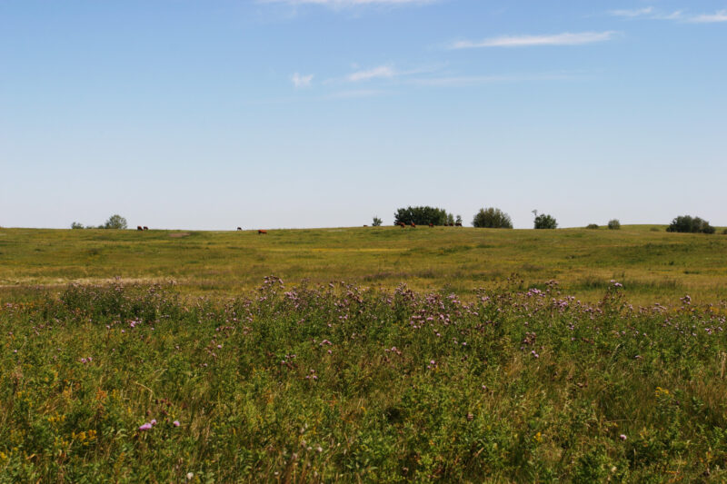 Canola Fields in Canada — Canada, Alberta