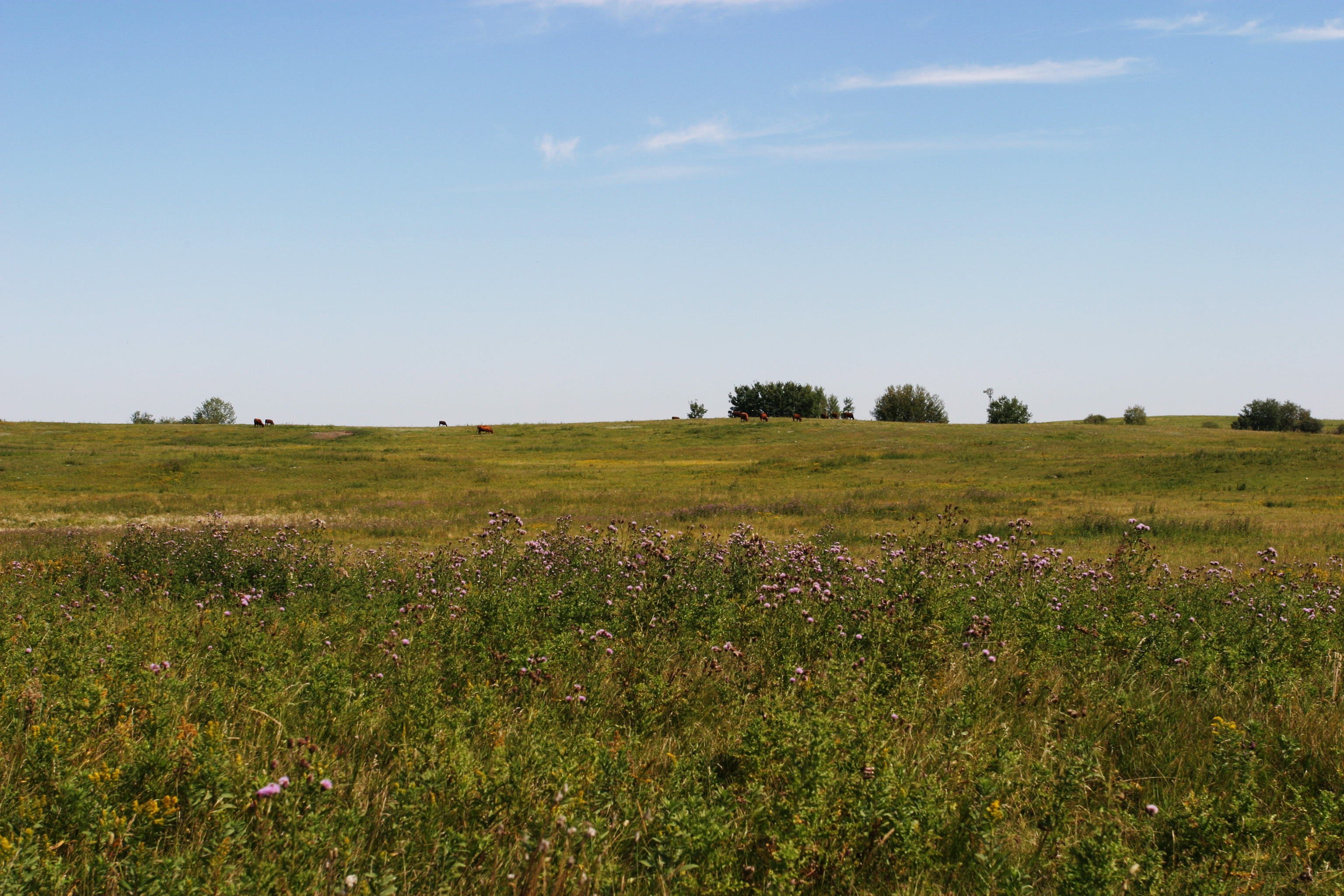 Canola Fields in Canada