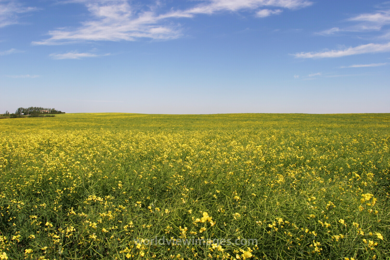 Canola Fields in Canada