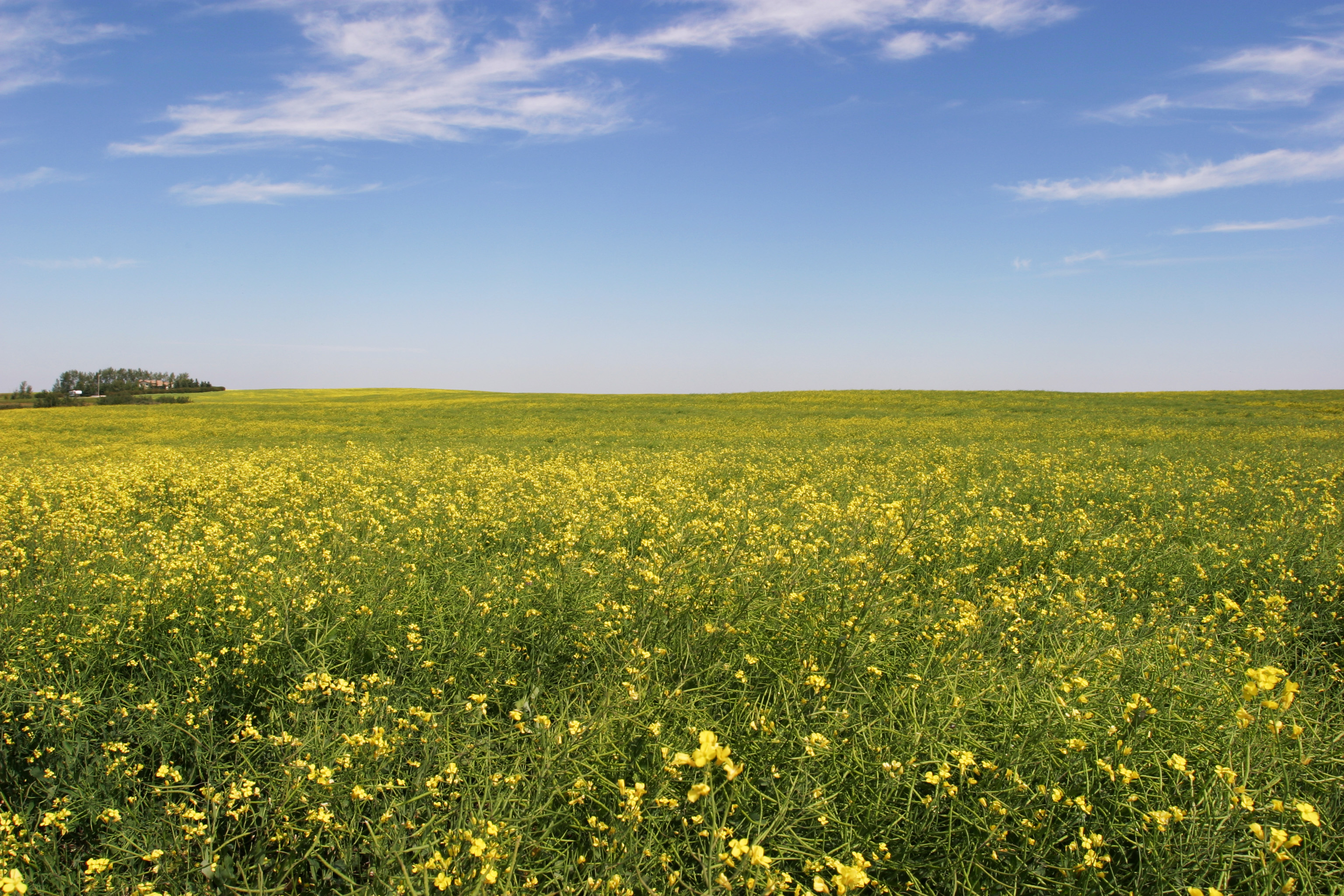 Canola Fields in Canada
