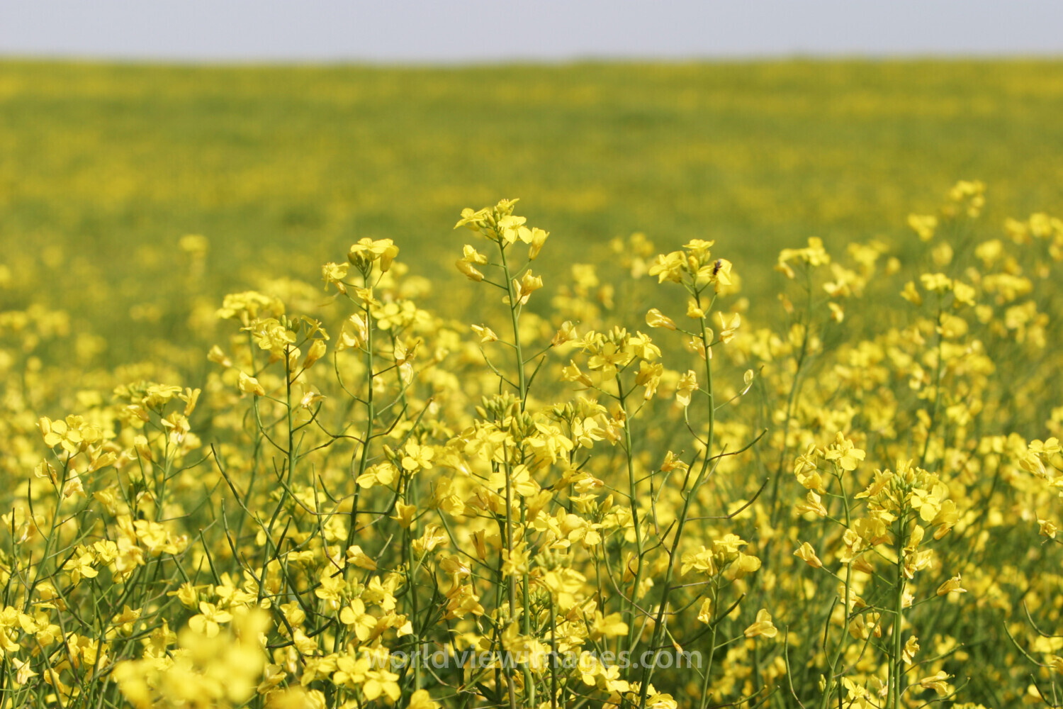Canola Fields in Canada
