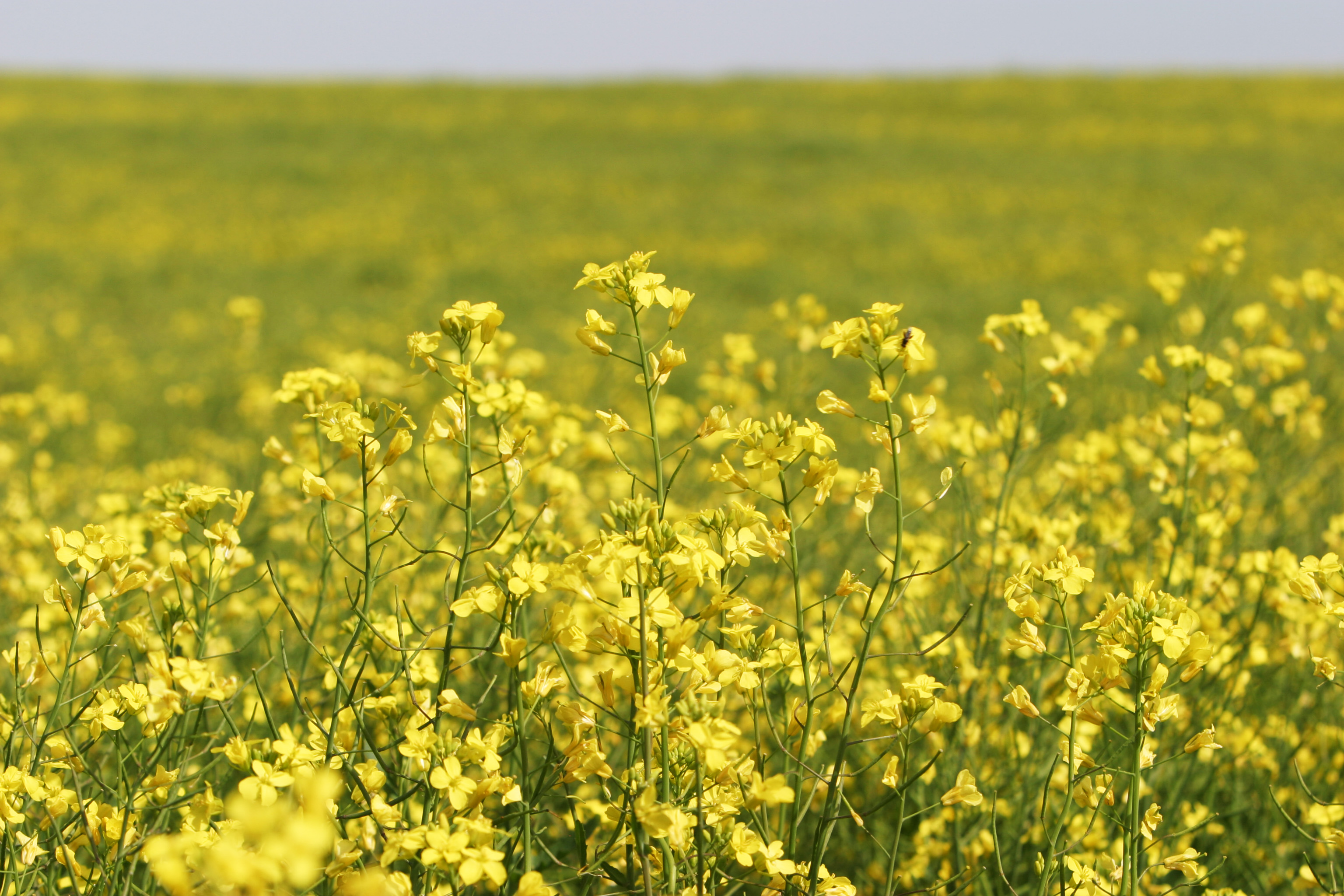 Canola Fields in Canada