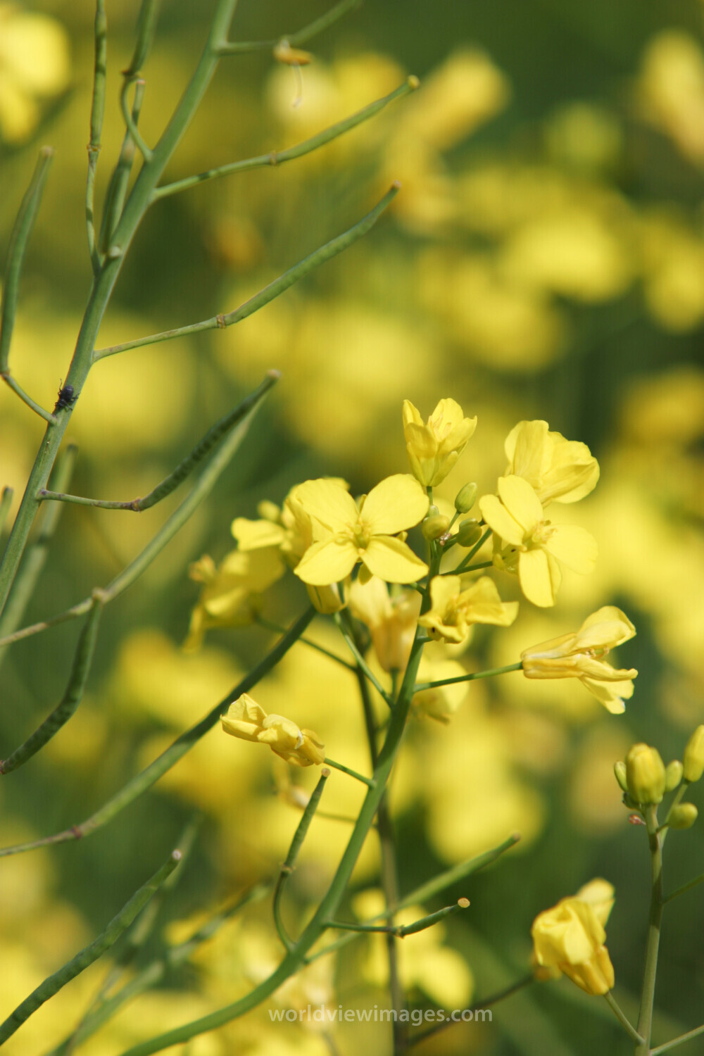 Canola Fields in Canada