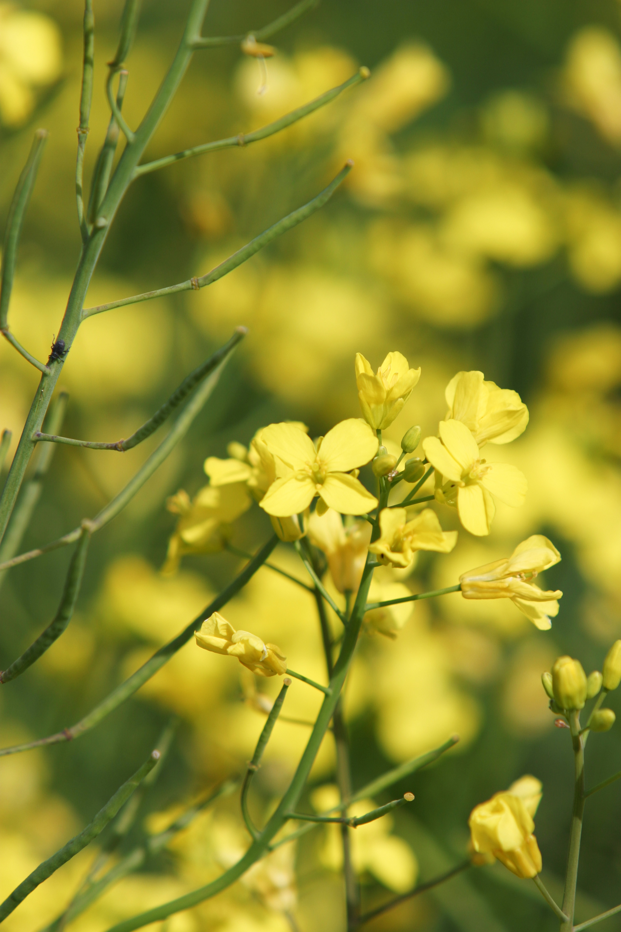 Canola Fields in Canada