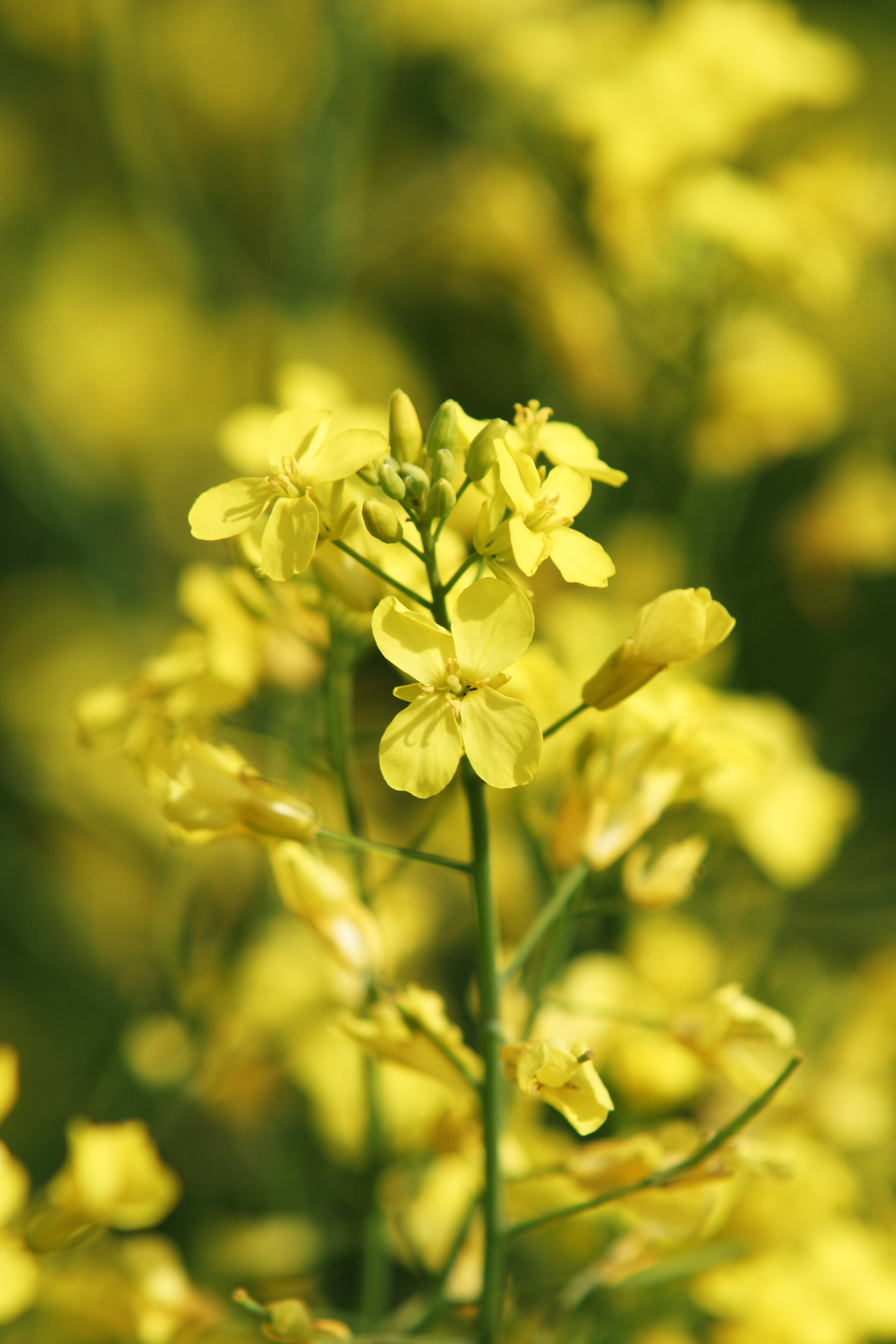 Canola Fields in Canada