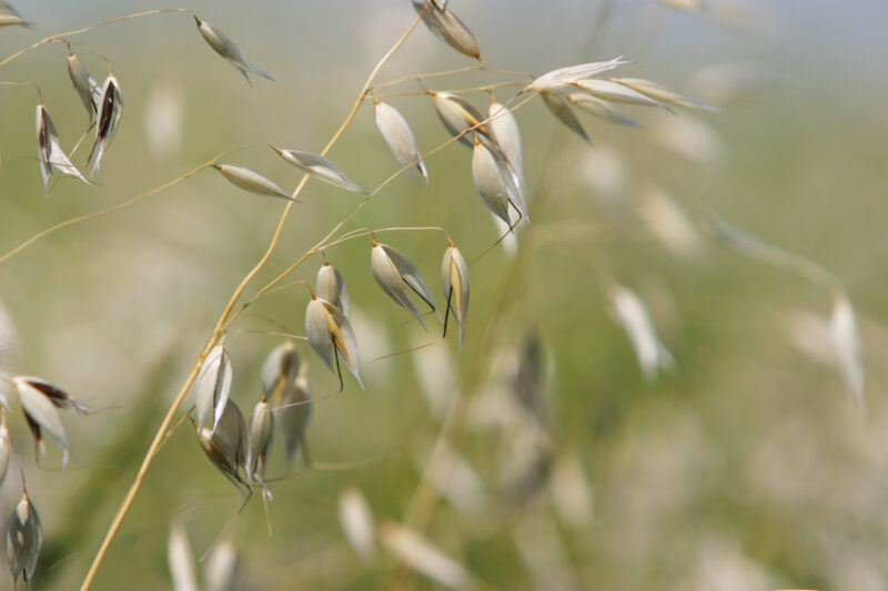 Photo: Oats — Canada, Alberta, oats