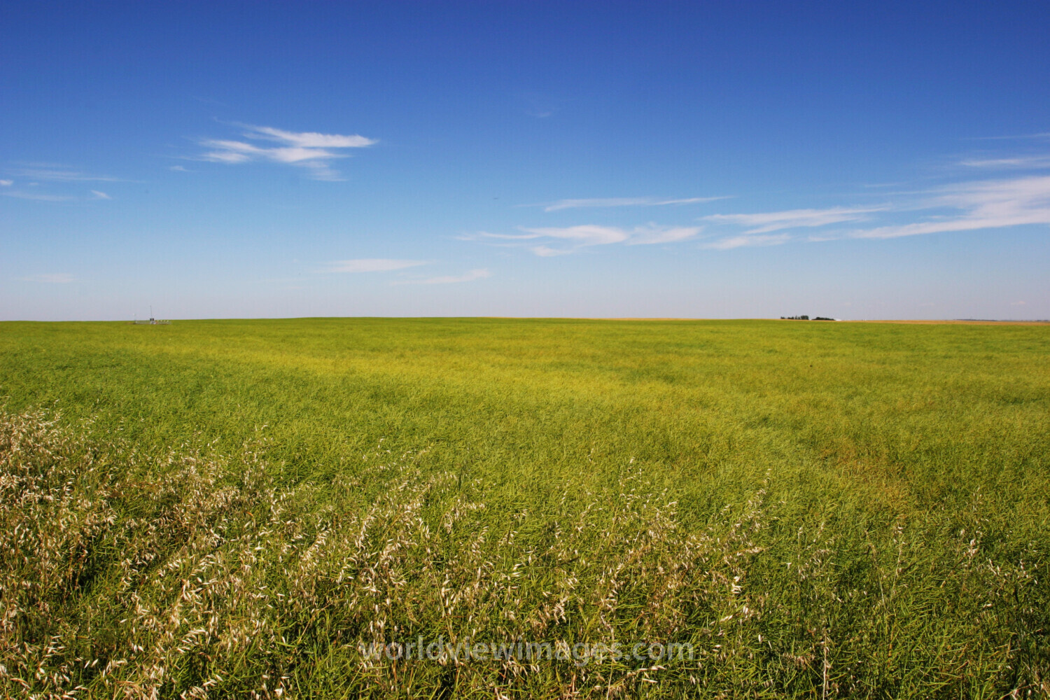 Canola Field in Alberta