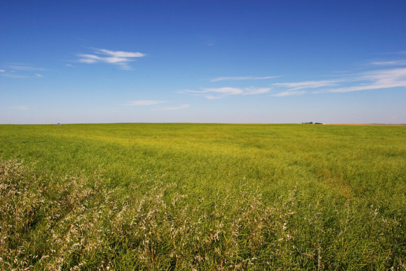 Canola Field in Alberta — Canada, Alberta, Canola