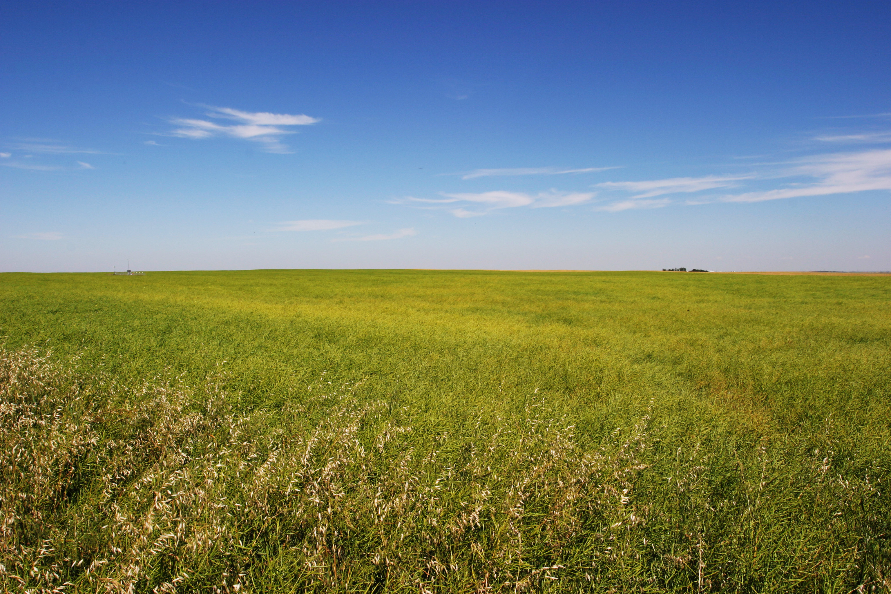 Canola Field in Alberta