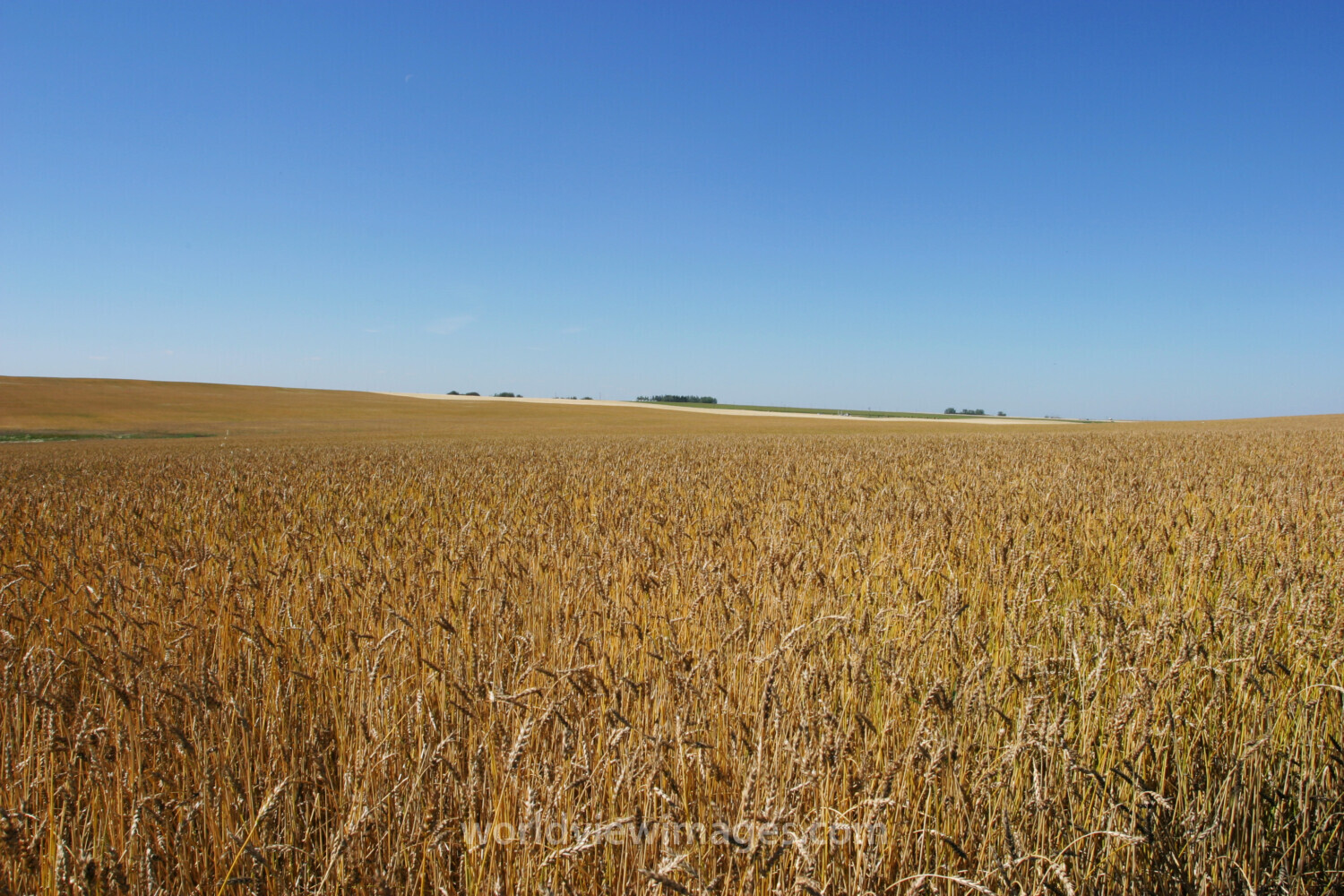 Wheat Field in Canada