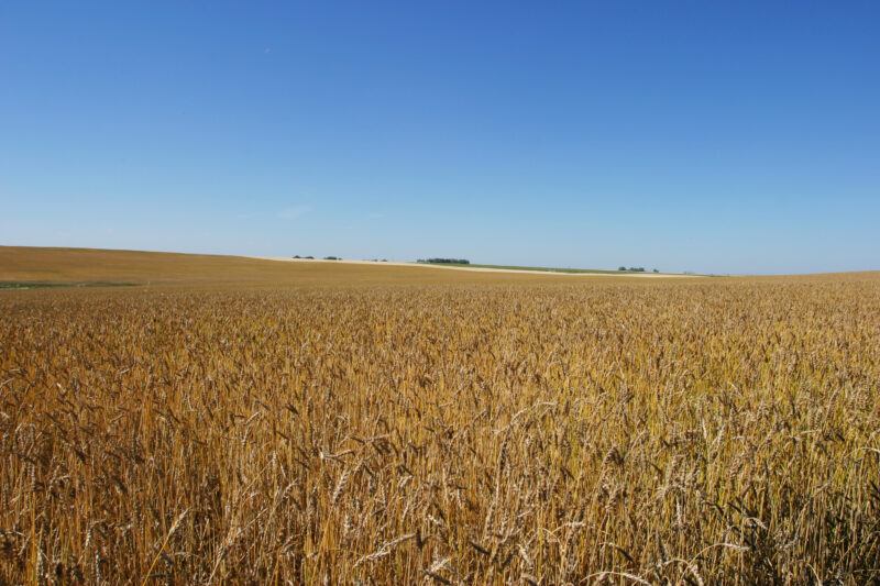 Wheat Field in Canada — Canada, Alberta, wheat, agriculture, farming