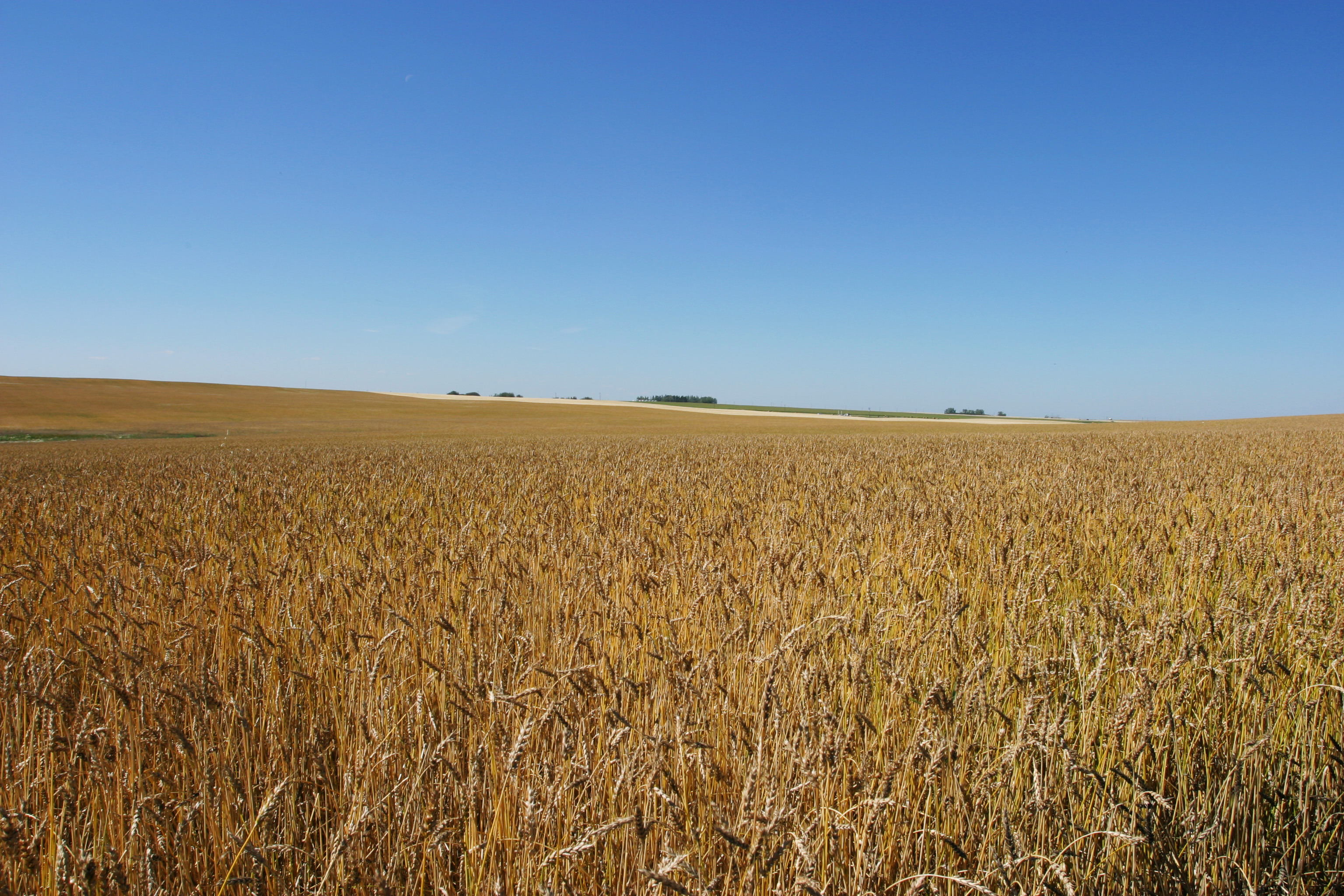 Wheat Field in Canada