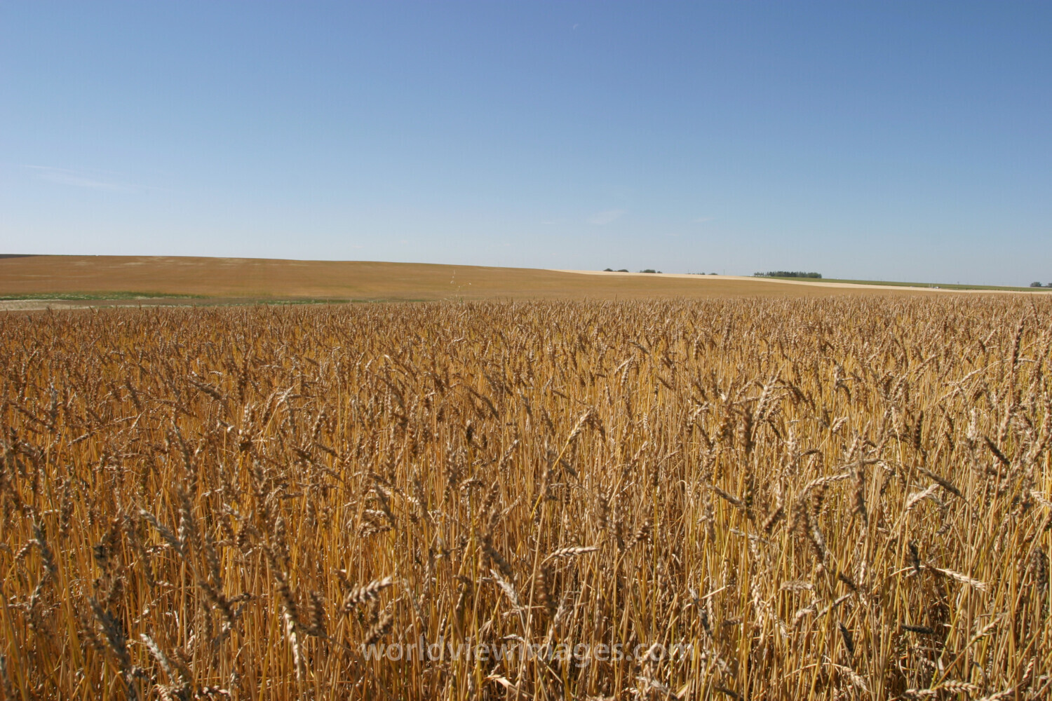 Wheat Field in Canada