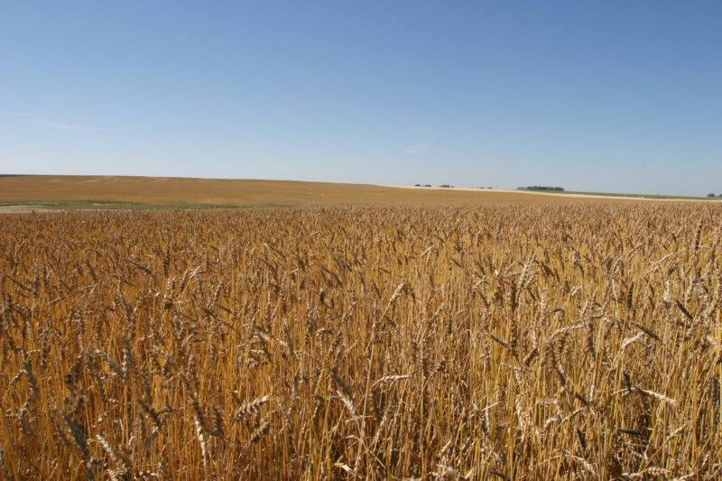 Wheat Field in Canada — Canada, Alberta, wheat, agriculture, farming