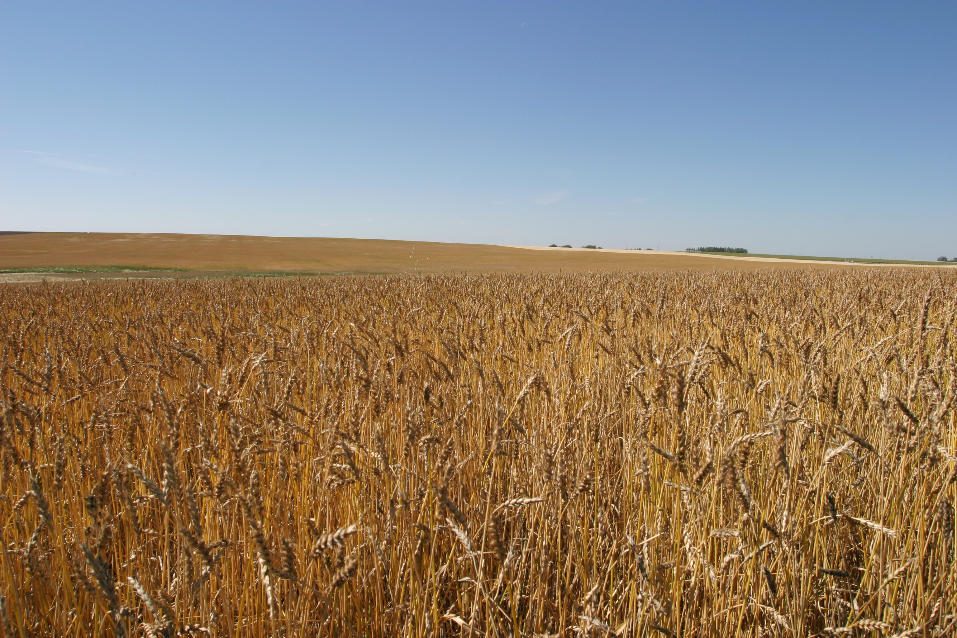 Wheat Field in Canada